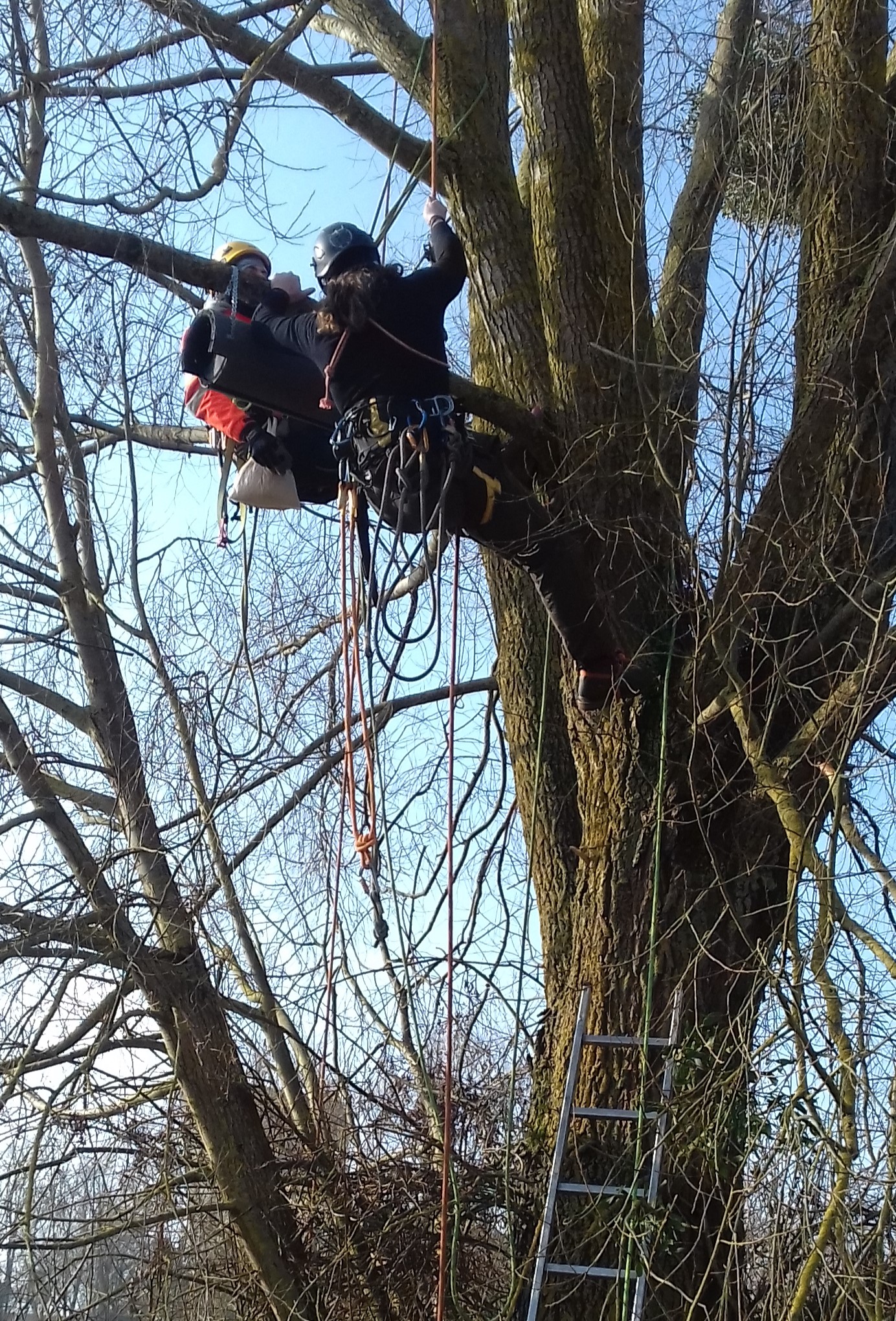 Un Nichoir pour la Chouette Chevêche - Photo 1