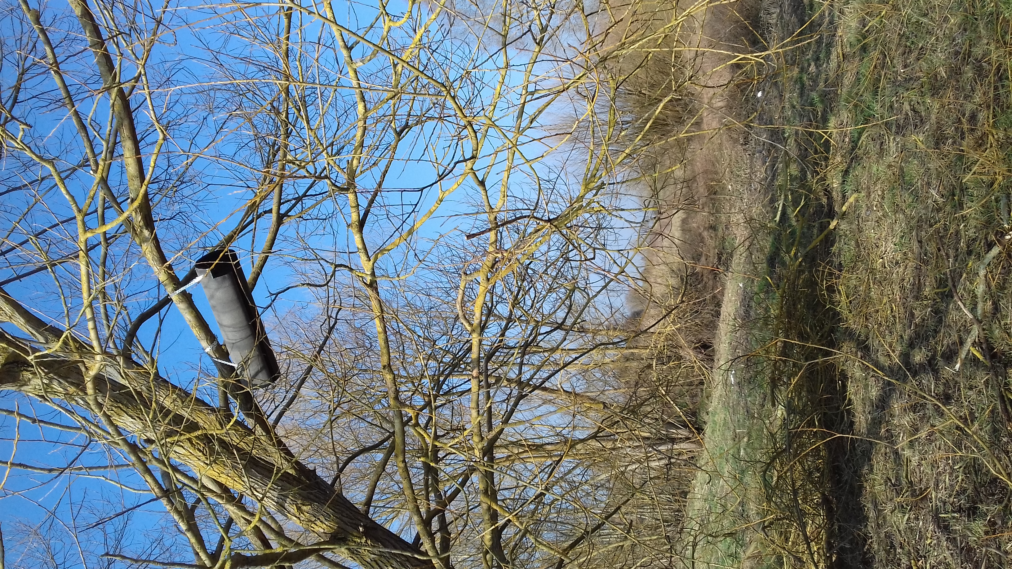 Un Nichoir pour la Chouette Chevêche - Photo 2